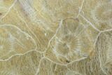 Polished Fossil Coral (Actinocyathus) - Morocco #100701-1